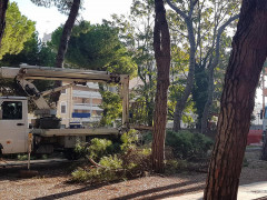 Operai al lavoro per tagliare gli alberi vicino alla stazione di Senigallia