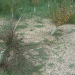 Situazioni di degrado degli alberi piantumati al parco delle Saline