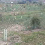 Situazioni di degrado degli alberi piantumati al parco delle Saline