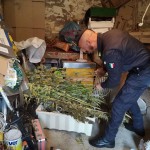 Sequestro di marijuana da parte della GDF di Macerata e Fermo