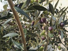 Olive, ulivo