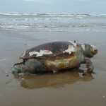 Tartaruga marina