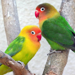 Pappagalli inseparabili