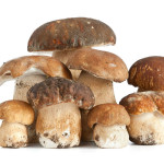 funghi, raccolta funghi