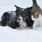 cani e gatti inverno