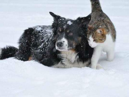 cani e gatti inverno