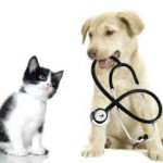 Cane e gatto prime cure