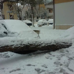 albero schiantato dal peso della neve