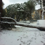 albero schiantato dal peso della neve