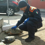 Le Tartarughe salvate dalla Guardia Costiera