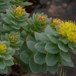 Rhodiola rosea: fiori
