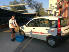 tartaruga Caretta Caretta