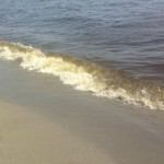 massiccia fioritura di Raphydophicea