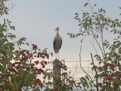 cicogna nella campagna di Ostra