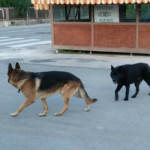 due cani di grossa taglia smarriti nei pressi all'edicola della Pace