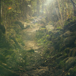 Foresta, bosco, natura