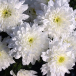 Vasto assortimento di fiori recisi al Vivaio Piantaviva di Senigallia