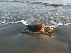Tartaruga morta