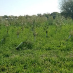 Incuria al parco urbano delle Saline a Senigallia
