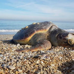 carcassa di tartaruga ritrovata sulla spiaggia di Marzocca