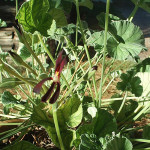 Il geranio Pelargonium sidoides, famiglia Geraniaceae