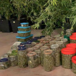 Marijuana sequestrata ad Urbino