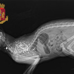 Gatto randagio ucciso con un fucile da caccia