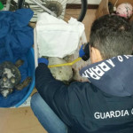 tartarughe marine salvate dalla Guardia Costiera di Senigallia