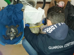 tartarughe marine salvate dalla Guardia Costiera di Senigallia