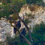 Aquile reali al Furlo