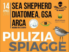 Pulizia della spiaggia, organizzata dalle associazioni Sea Shepherd, Diatomea, GSA e Arca