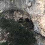 Aquile reali sul Monte Paganuccio