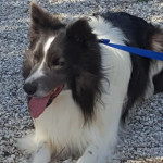 Ostra Vetere: si cerca Roy