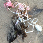 Animale intrappolato