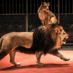 Animali del circo, circo