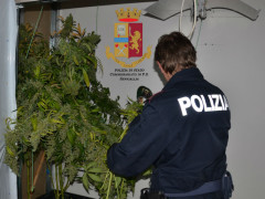 Operazione antidroga della Polizia Maxi sequestro di marijuana