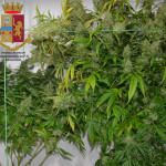 Piante di marijuana sequestrata dalla Polizia