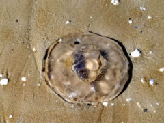 Medusa sulla spiaggia di Senigallia