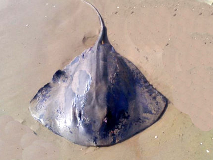 Una razza spiaggiata