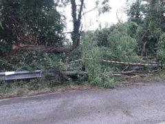 Strada interrotta da albero caduto