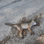 volpe morta trovata in via Casini Soccorso
