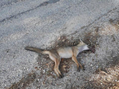 volpe morta trovata in via Casini Soccorso