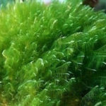 Micro-alga verde-azzurra, Klamath