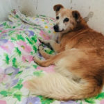 cane abbandonato sul ciglio della strada