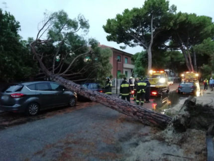 albero si abbatte su due auto in viale Anita Garibaldi