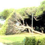 pino si schianta al suolo ai giardini Morandi