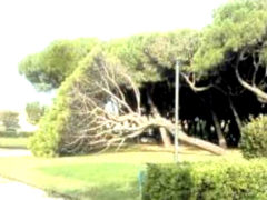 pino si schianta al suolo ai giardini Morandi