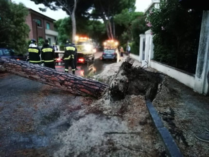 Pino caduto domenica 28 luglio 2019 in viale Garibaldi a Senigallia