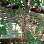 Amianto tra rovi ed erbacce in via Galilei