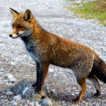 Una volpe